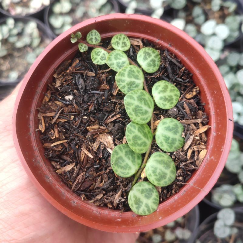 string of turtle pot 8