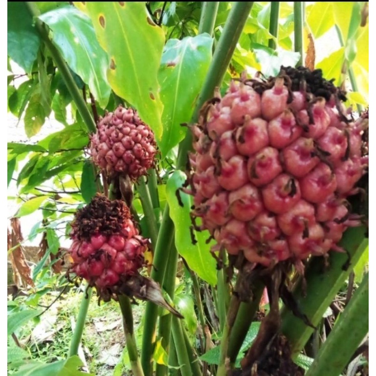 

buah honje/kecombrang 1kg