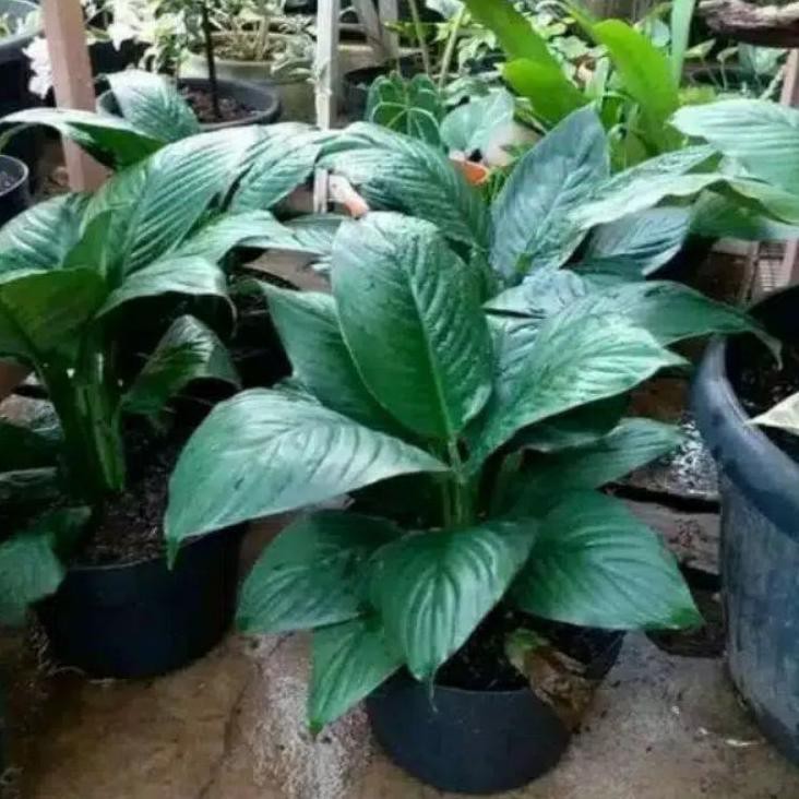 89A Sepatu filum bangkok .