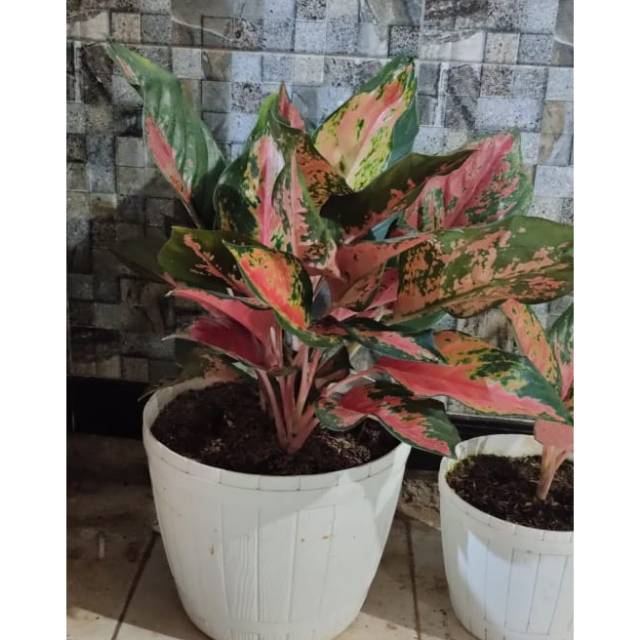 Aglonema/tanaman hias aglonema/tanaman hias indoor/aglonema pink lady/tanaman hias murah