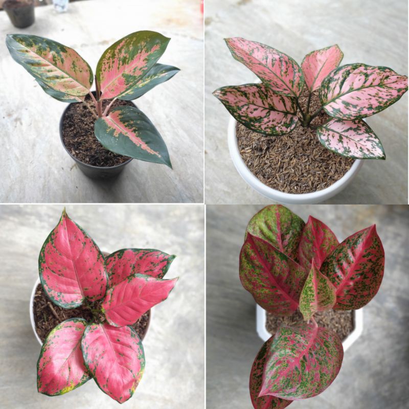 paket 4 jenis aglonema