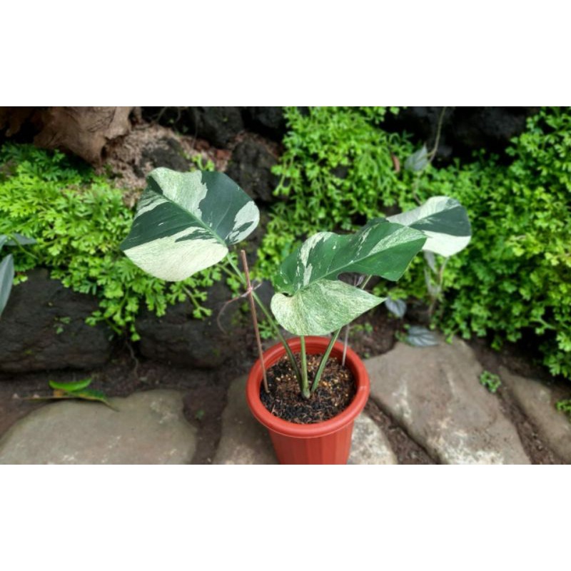 monstera mints original / monstera variegata mint