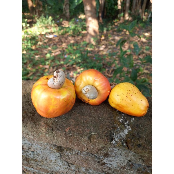 

Biji Kacang Mete Ready Stok, Bibit Jambu Mete, Jambu Mede, Belum Kupas