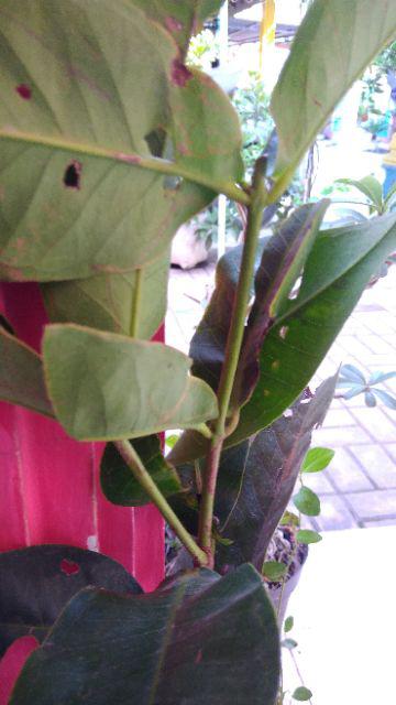 Tanaman Jambu Air Madu Deli Hijau (buy 1 Get 1)