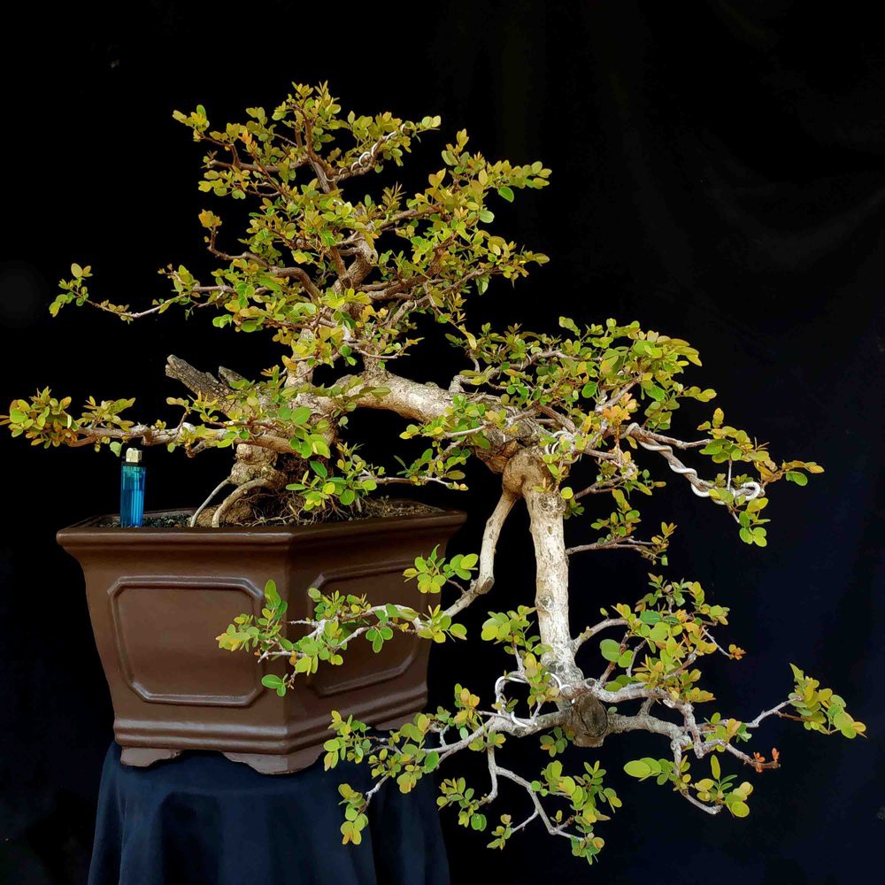 Bonsai Cascade Design Contoh Bonsai