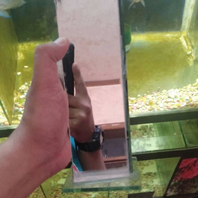 Kaca Untulan Tinggi 35ml  untuk ikan Louhan