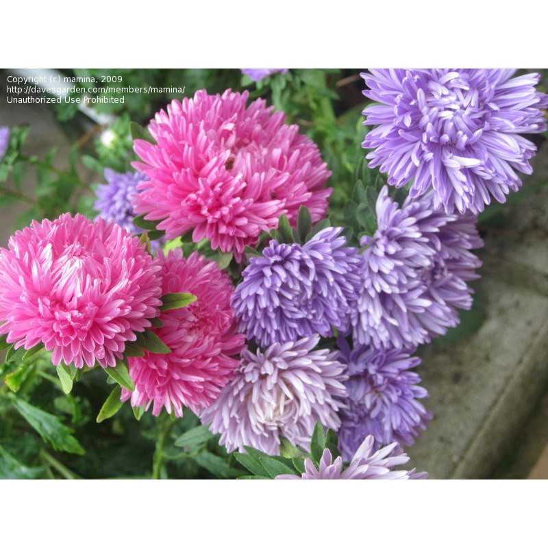 Benih-Bibit Bunga Aster Crego Mix (Haira Seed)