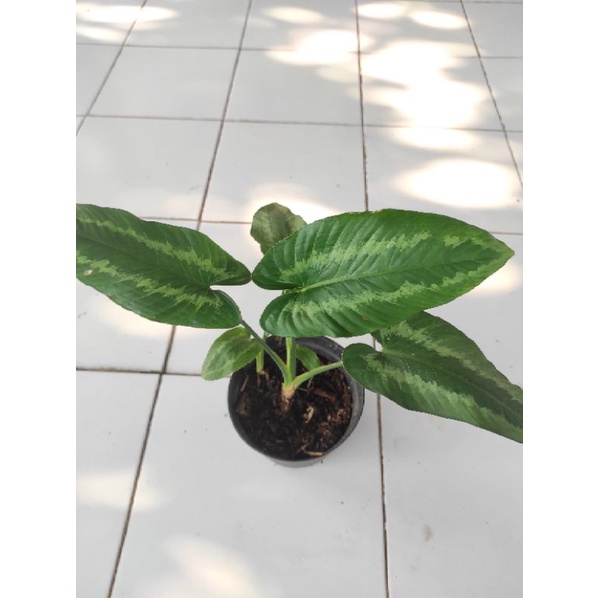 PROMO tanaman homalomena andromeda