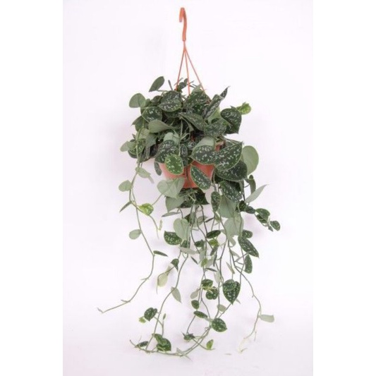 scindapsus pictus argyraeus