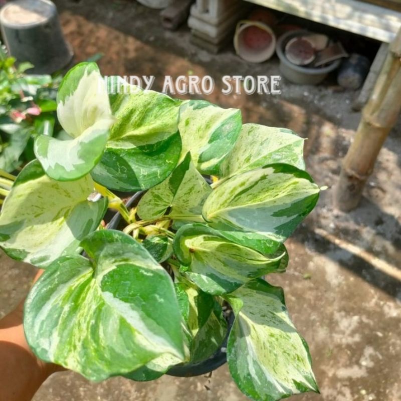 SUDAH BERAKAR Sirih Gading Manjula / Sirih Varigata Manjula Tanaman Hias