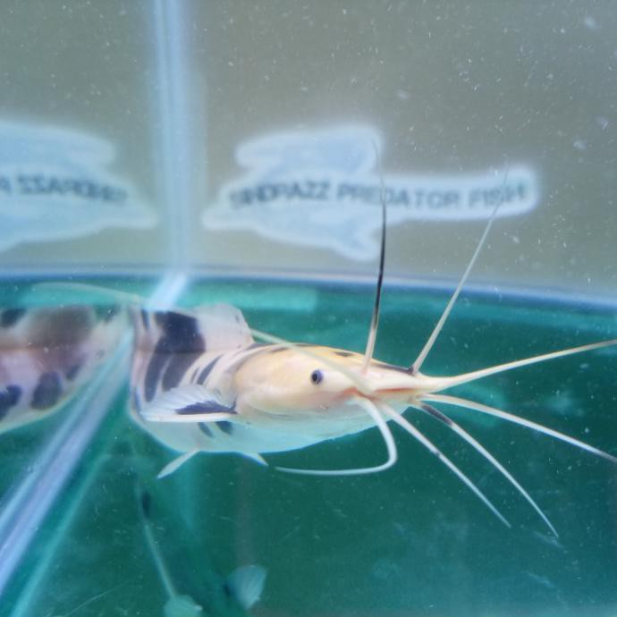 Terlaris Ikan Hias Catfish Lele Belang Lele Albino Belang Medium Size