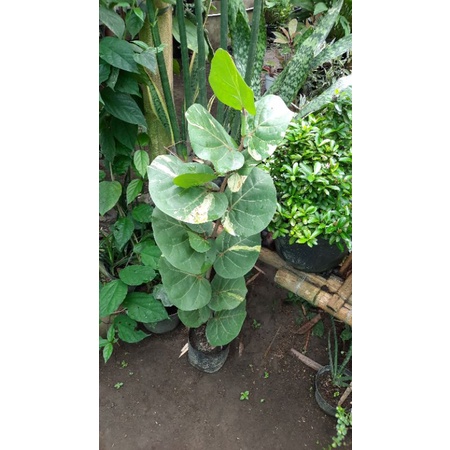 anggur laut varigata