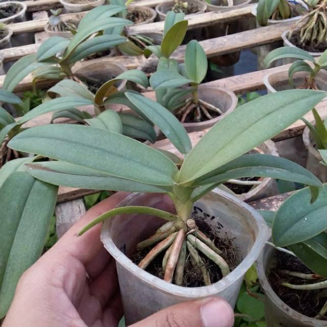 Doritis Phulcerima Blue Dewasa