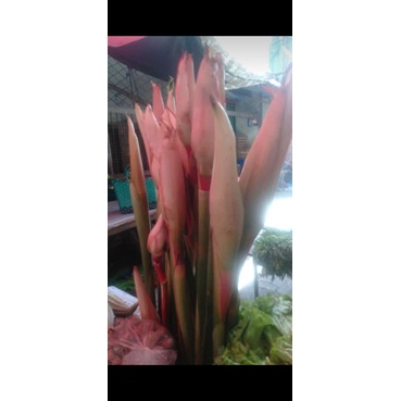 

bunga kecombrang segar