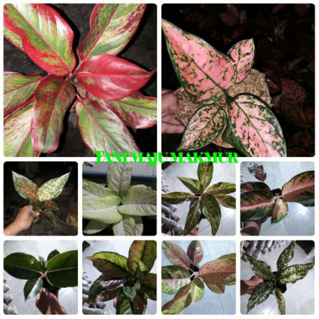 PAKET 10 JENIS AGLONEMA MURAH