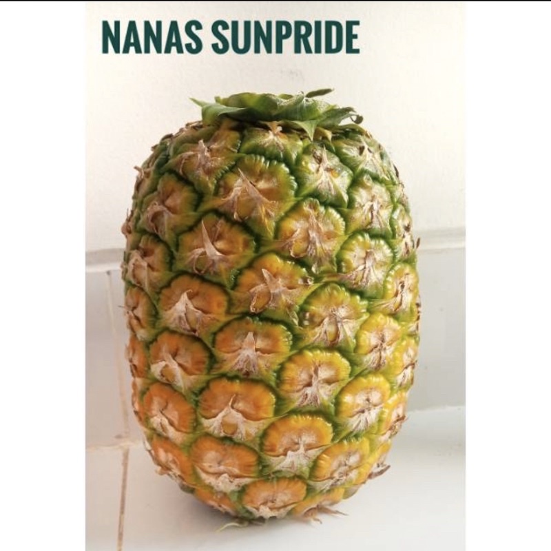

buah nanas honi sunpride perbuah 1 buah
