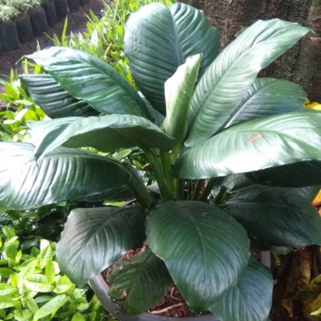 Tanaman Hias Manaloa Besar