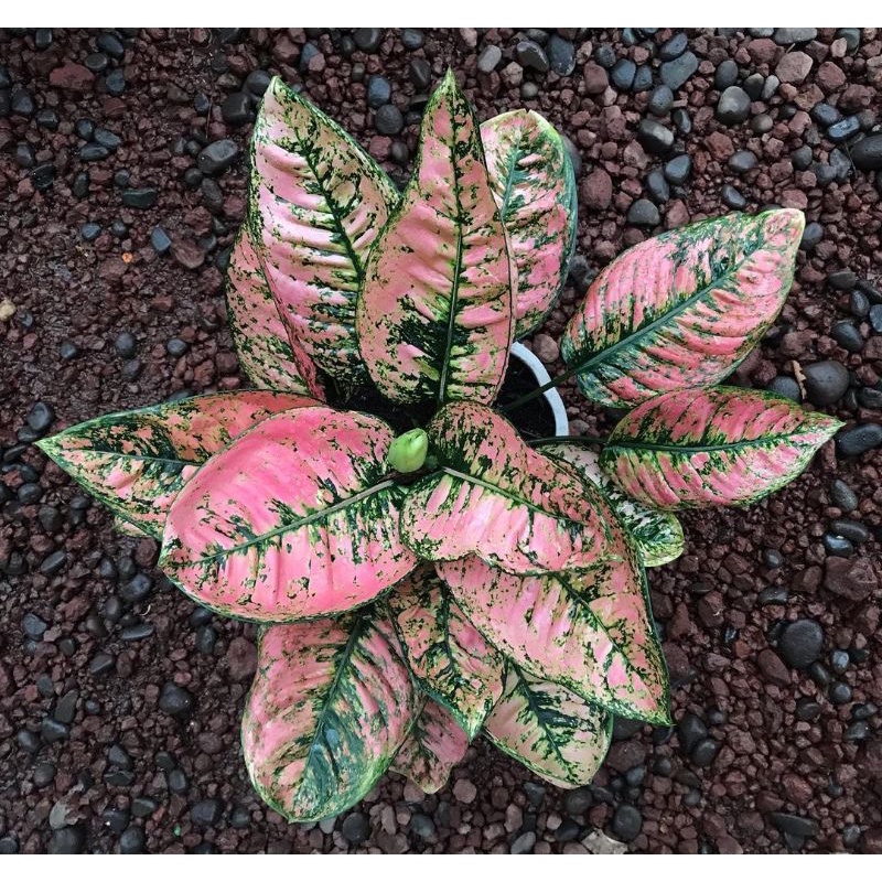 Aglonema Ruby compacta dewasa tanaman hias hidup aglaonema