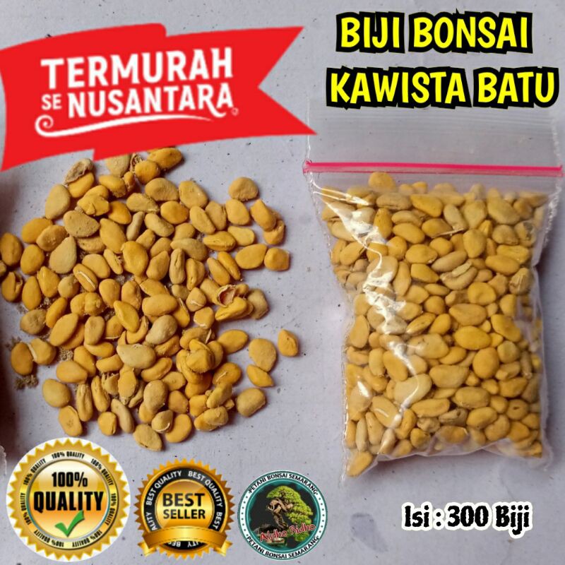 Biji Bonsai kawista batu kawista krikil Bonsai KawistaSemarang