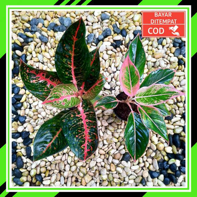 [✅COD] PAKET 2 POHON - (AGLONEMA PAKET) / AGLONEMA PAKETAN MURAH / PAKET AGLONEMA MURAH HEMAT