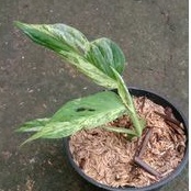 Monstera Janda Bolong varigata Lokal