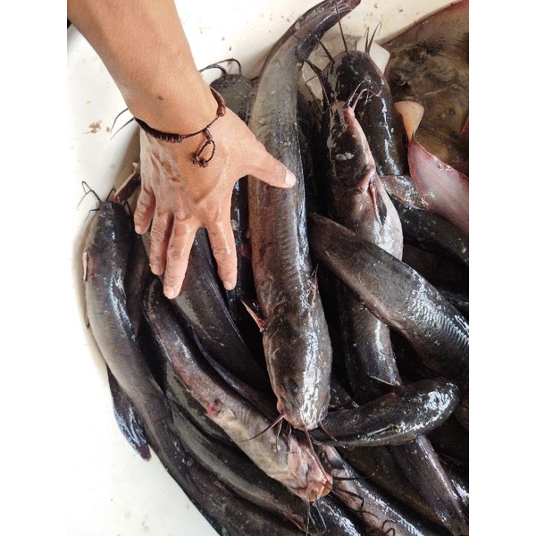 Ikan Sembilang Segar