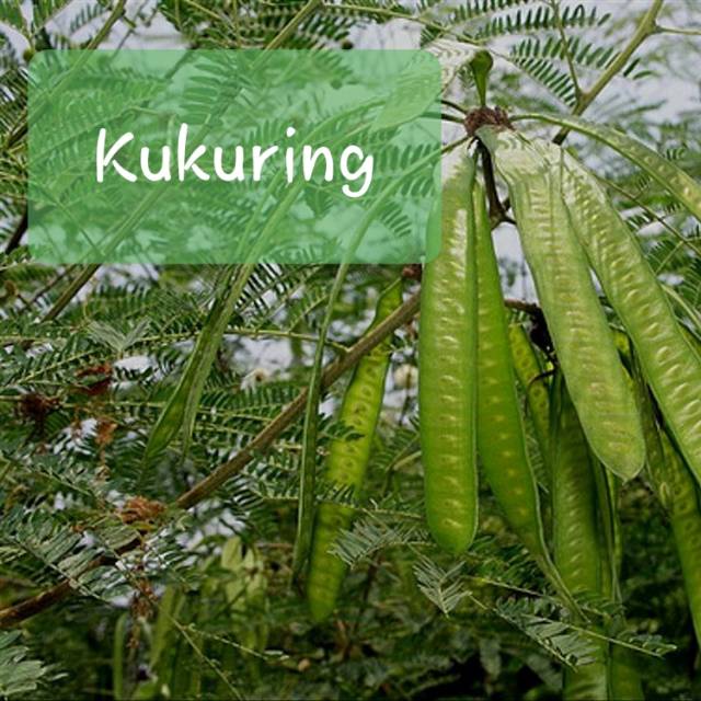 

KUKURING Daun pete cina segar obat herbal atau bumbu masak 500gr [ Fresh produk ]