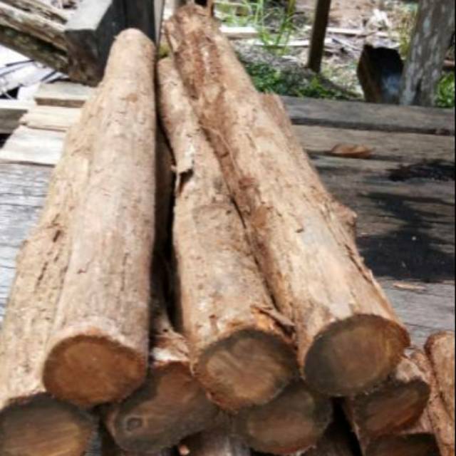 

Akar Bajakah | ASLI KALIMANTAN