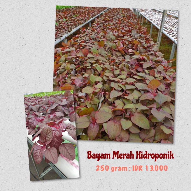 

Bayam Merah Hidroponik