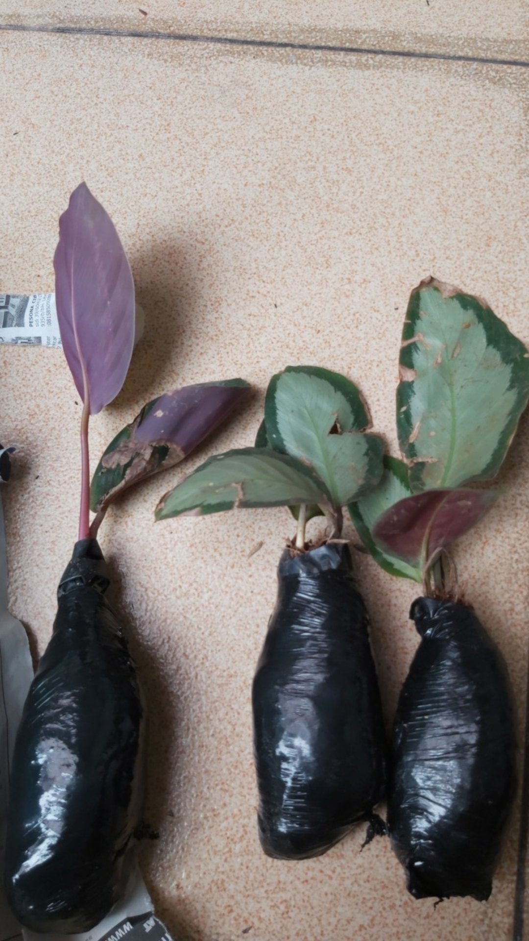 Tanaman Hias Calathea Green Lipstik