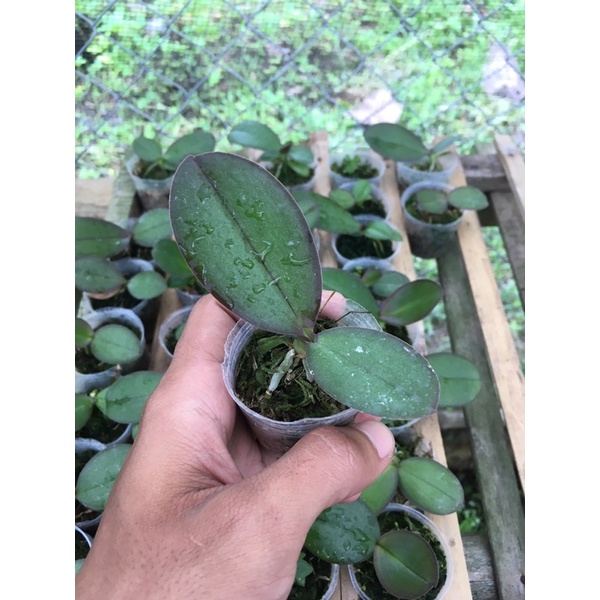 Anggrek Bulan Taiwan / Phalaenopsis Hybird Taiwan
