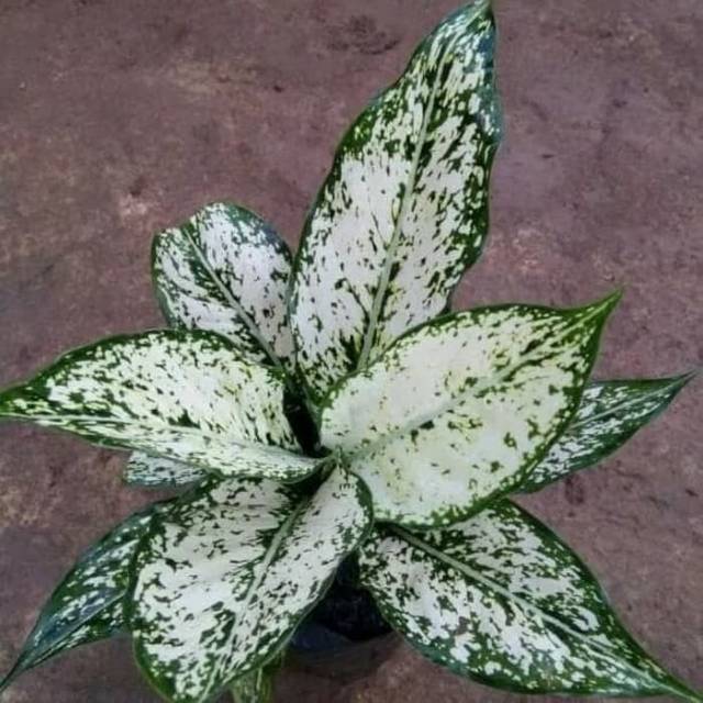 Tanaman Hias Aglaonema Snow White Aglonema Putri Salju Shopee Indonesia