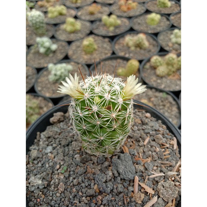 

mammilaria gracilis fragilis