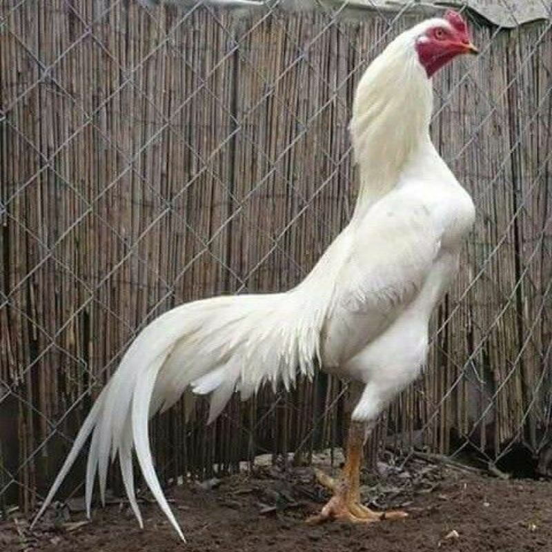 

TELUR AYAM HIAS PUTIH NASIONAL UNTUK DI TETASKAN