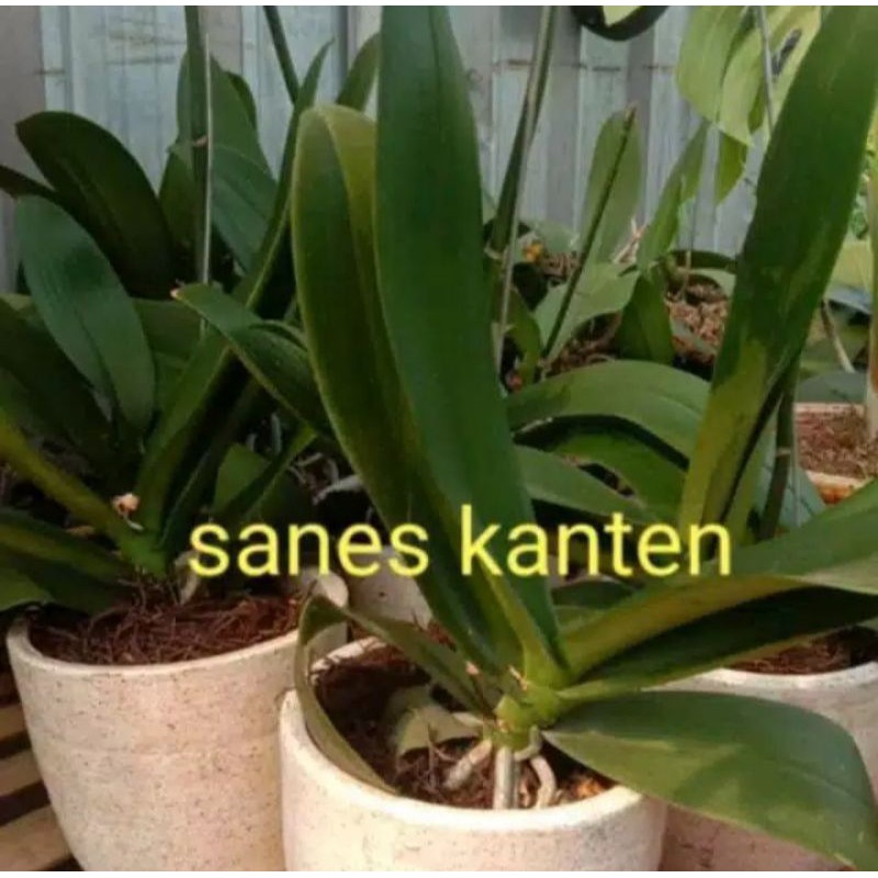 anggrek bulan hybrid taiwan xrent