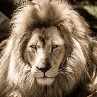 Ea Mt4 Lion Trader Pro 2.50