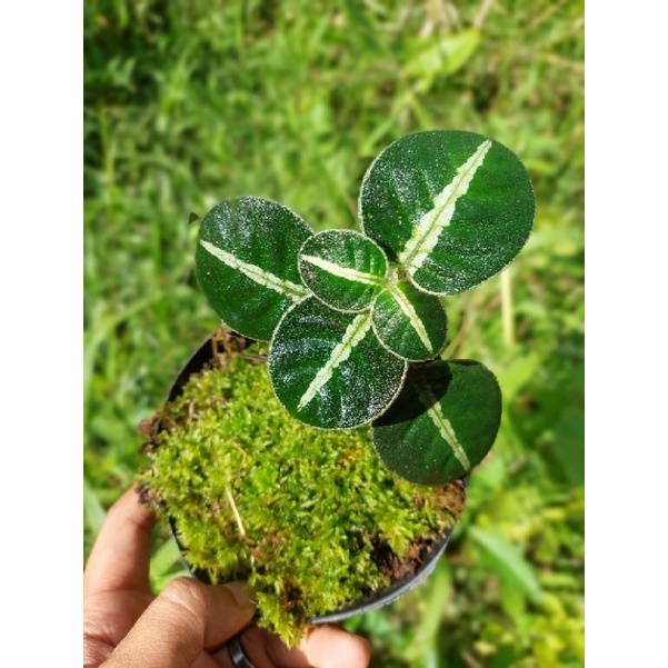 [PAKET PREMIUM] ARGOSTEMAA BORNEO 3 SPECIESS