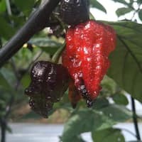 Benih Bibit Biji - Cabai Purple Carolina Reaper Ungu Chili Pepper Seeds