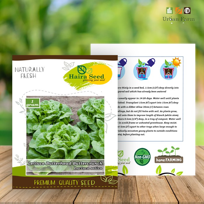 Benih-Bibit Selada Butterhead Buttercrunch (Haira Seed)