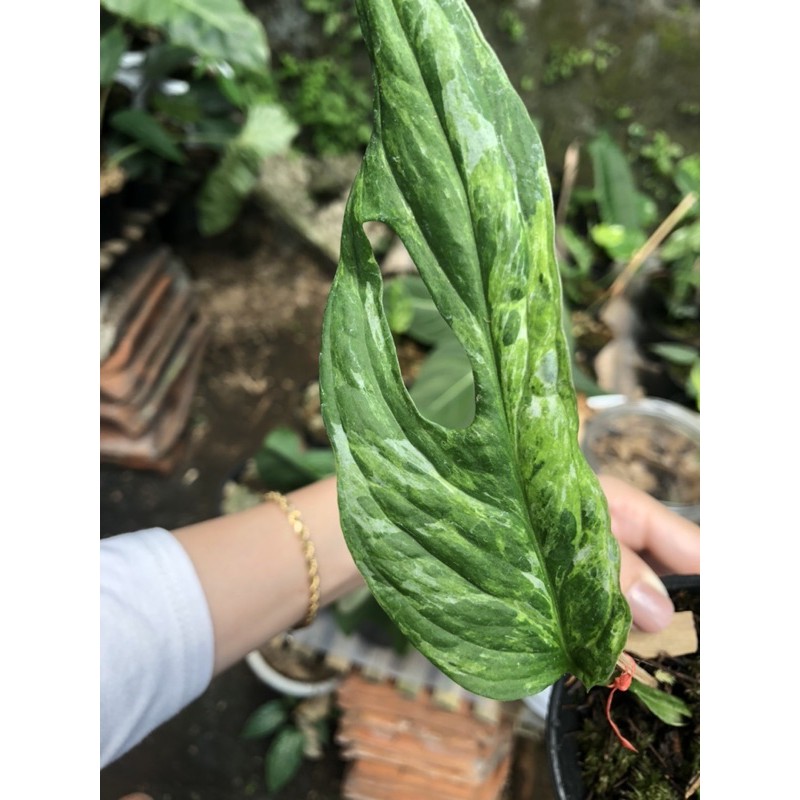 Monstera Adansoni Mint Variegated Lokal Shopee Indonesia