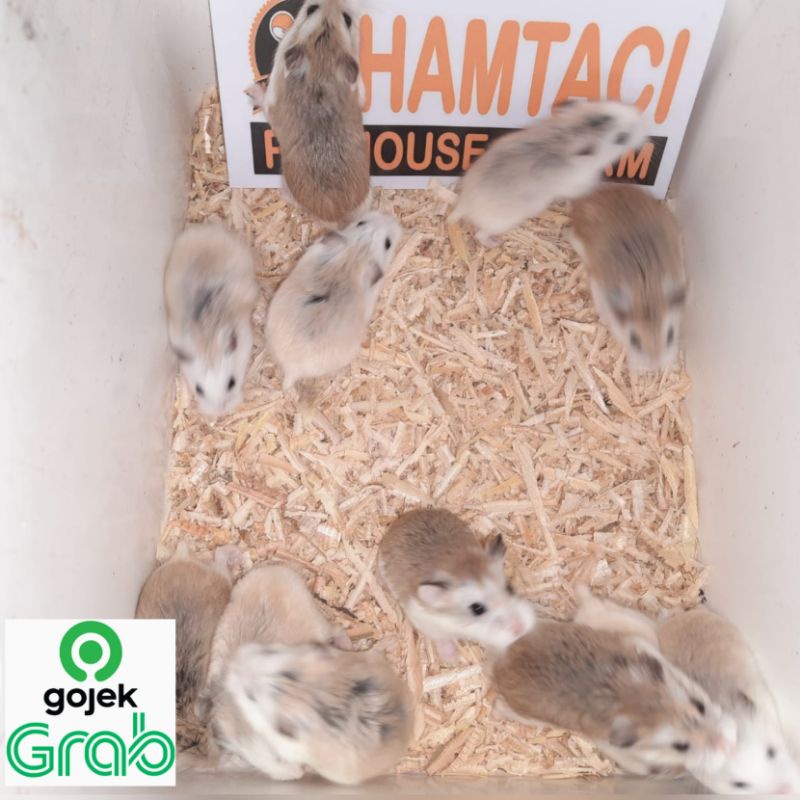 GROSIR HAMSTER ROBOROVSKI UNTUK RESELLER PER 30/50 EKOR