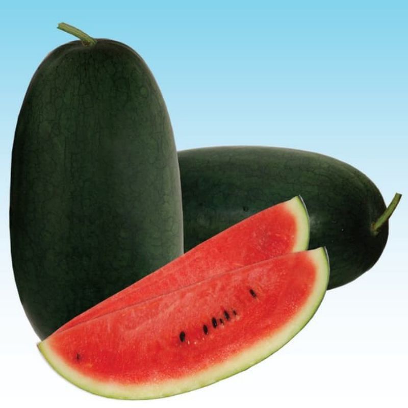 Benih melon semangka merah Palguna F1 bibit Cap panah merah