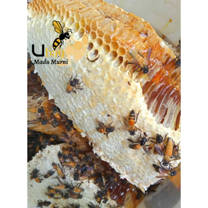 

MADU HUTAN