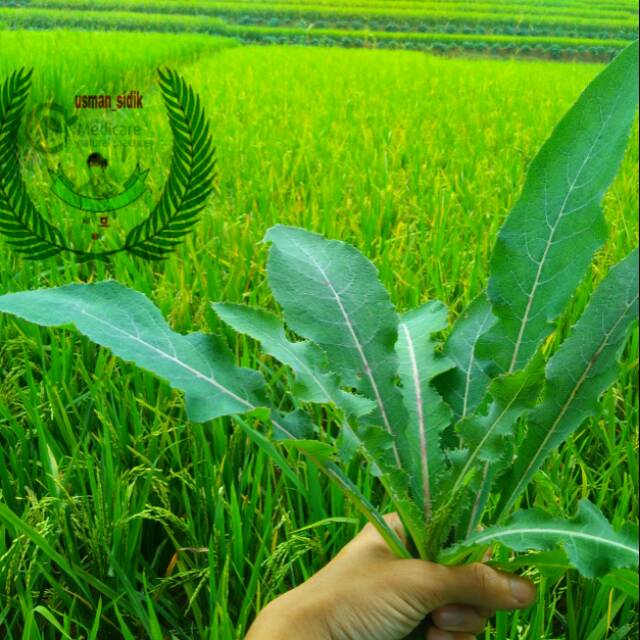 

Daun tempuyung per lembar