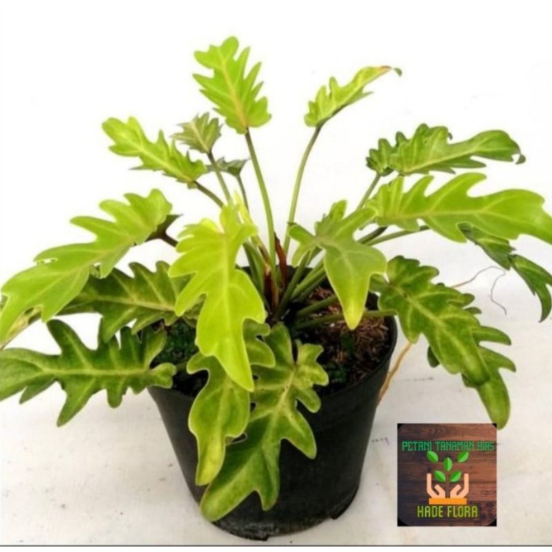 Tanaman Hias Philodendron Xanadu Golden