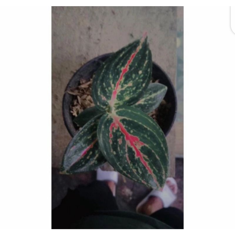 aglonema reanita anakan / baby termurah