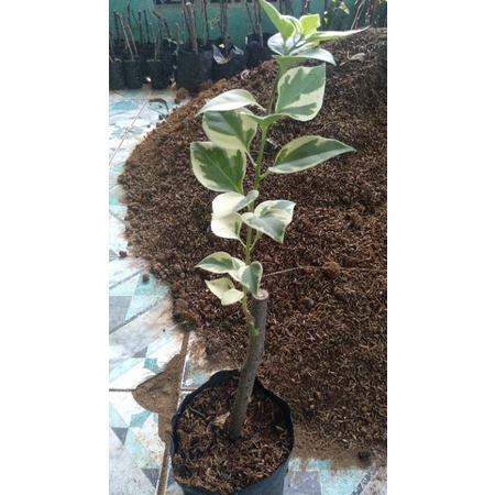 Bengawan solo varigata