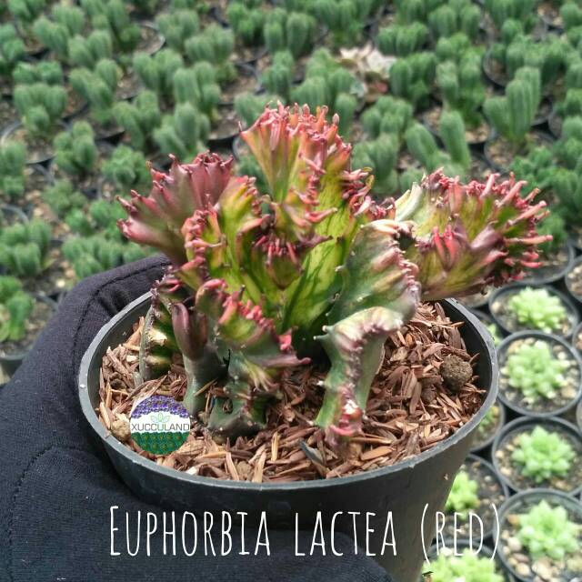 Sukulen dan Kaktus | Euphorbia Lactea (Red)