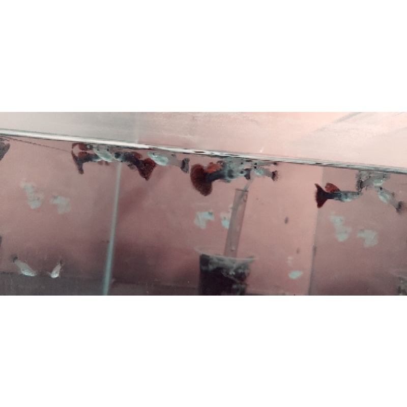 ikan guppy red dragon