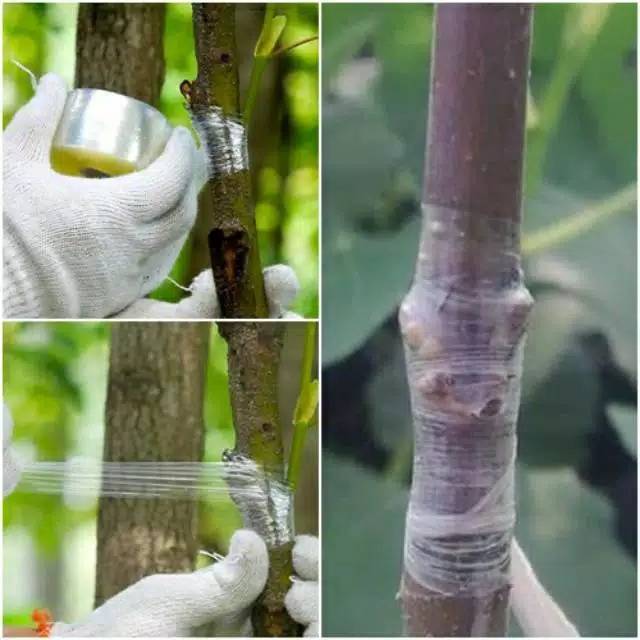 Plastik grafting okulasi cangkok stek 5cmx200m , plastik cangkok grafting stek okulasi tanaman serbaguna parafilm grafting okulasi
